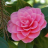 Camellia